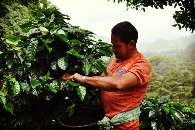 coffee-picker