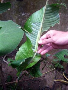 costa-rica-environment-conservation-26