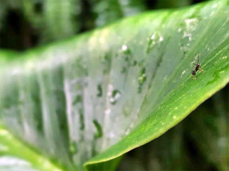 You can still volunteer in Costa Rica during the rainy season.