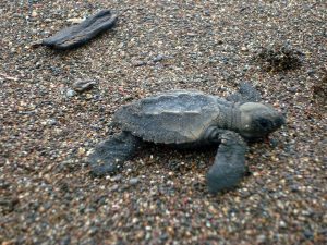 costa-rica-turtle-conservation-3-min