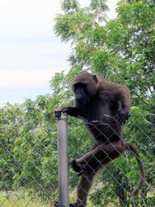 ghana-national-park-gallery-10-min