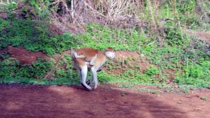 ghana-national-park-gallery-3-min