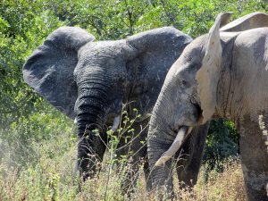 ghana-national-park-gallery-7-min